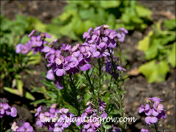 Under the terminal cluster of flowers are the Brassica family's characteristic seed pods. Picture was taken on May 9th and the plants have been blooming for a while.
